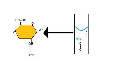 Water transport in plants via xylem vessels, aided by hydrogen bonding.