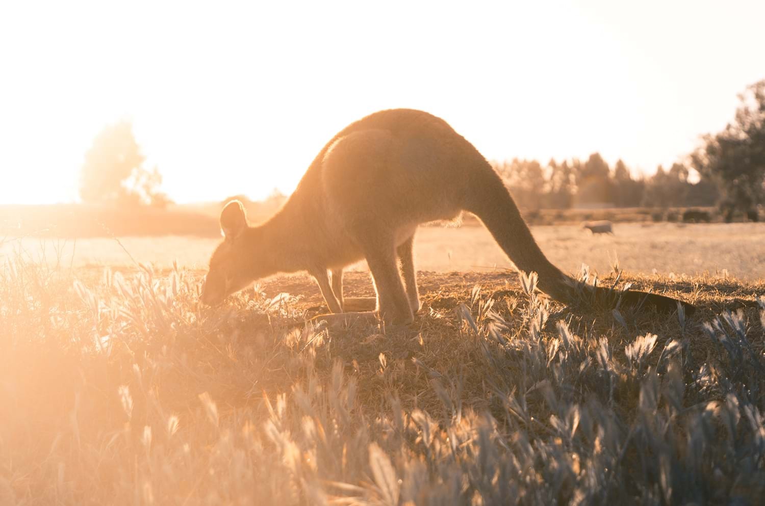 Kangaroo in the Australian Outback