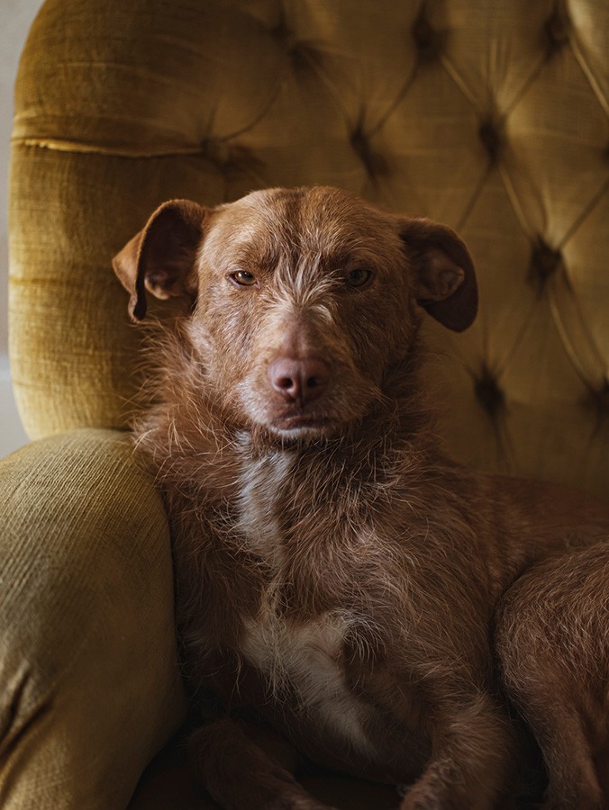Dog looking attentively, alt text: A smart dog demonstrating social intelligence by understanding and responding to human commands and cues.