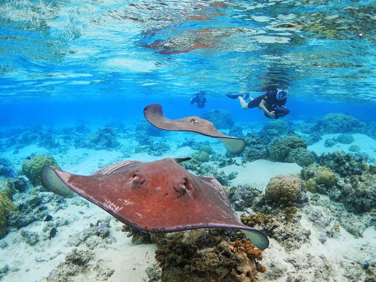 Rob snorkeling with rays off Moorea, highlighting the unique marine wildlife encounters in French Polynesia