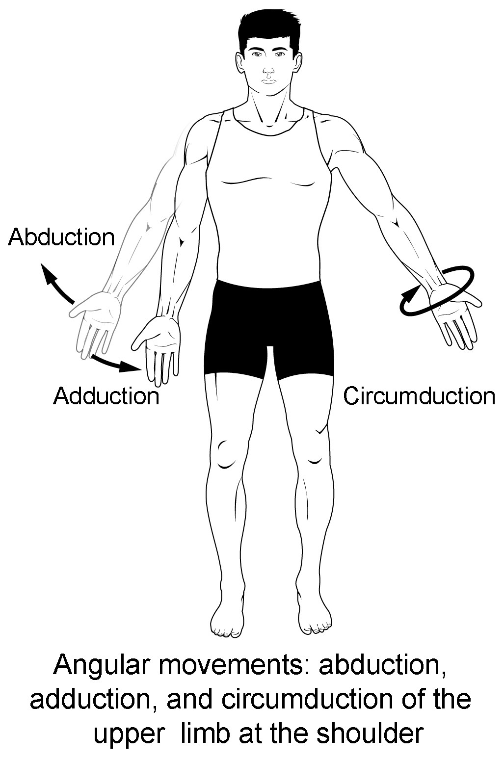 A diagram showing anatomical positions, including anterior, posterior, medial, lateral, proximal, and distal.