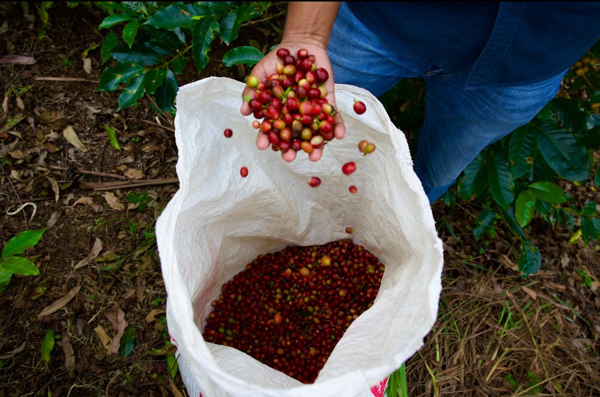 Coffee bean types