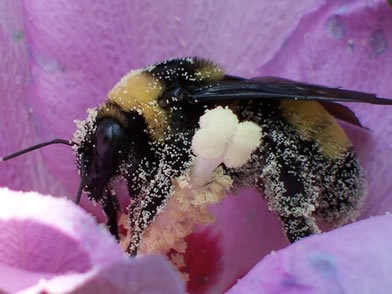 Bumble Bee