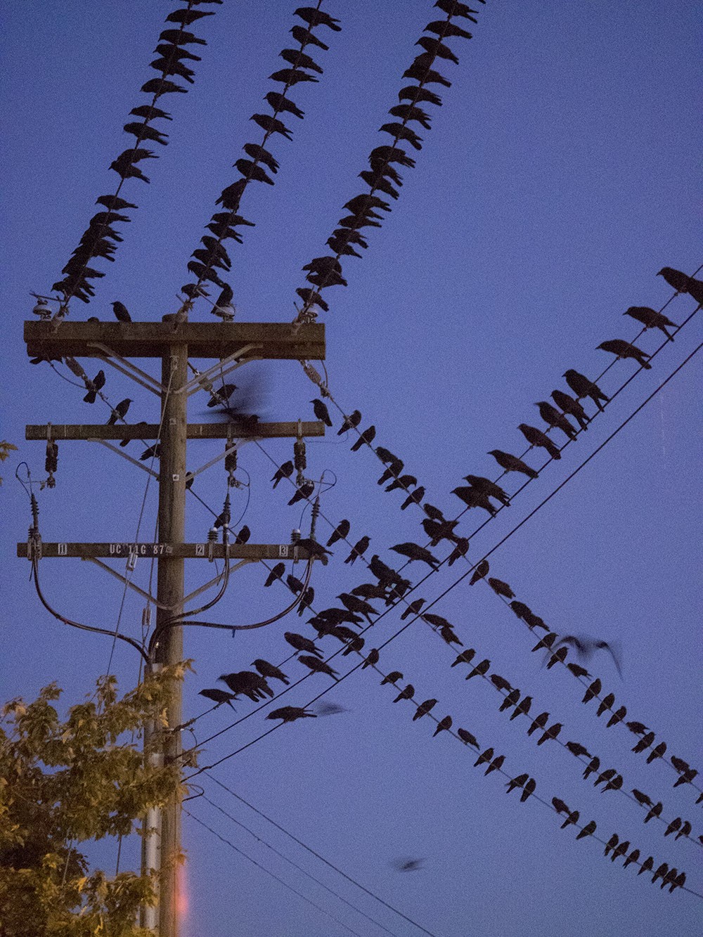 Many crows on wires at dusk at Still Creek Roost