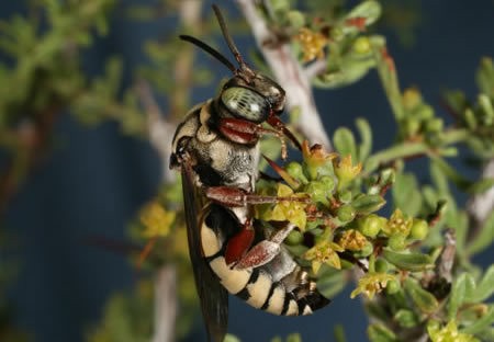 Cuckoo Bee