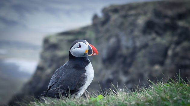 Arctic Puffin bird in Vik, Iceland