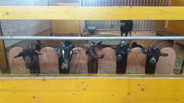 Goats displaying social behavior in a herd
