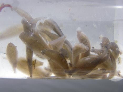 Juvenile leeches in a vial