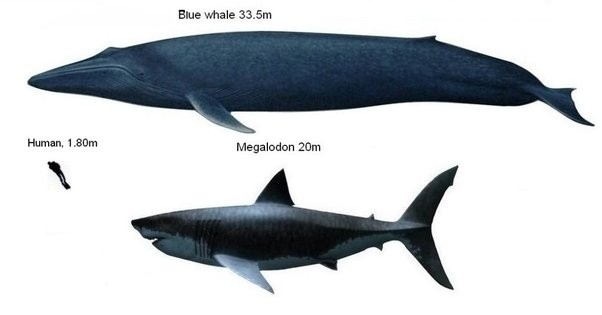 Blue Whale Skeleton Comparison