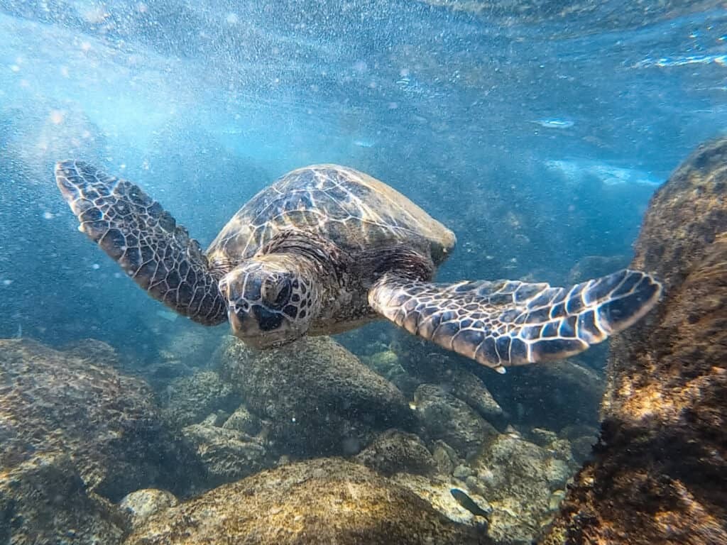 Maui vs Kauai snorkeling