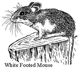 White-footed mouse