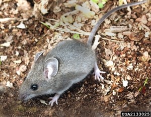 Deer mouse