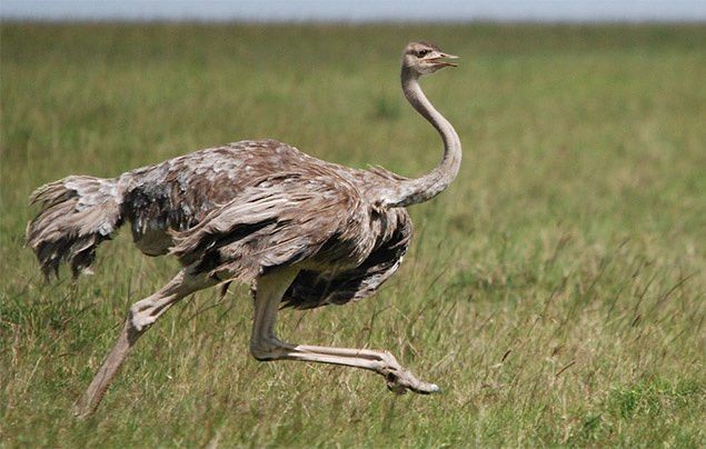 Ostrich Running at High Speed