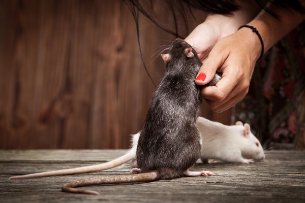 A person holding a pet rat