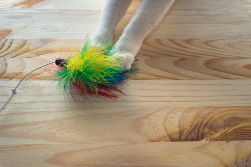Cat Playing with a Wand Toy