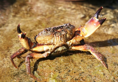 Stone Crab