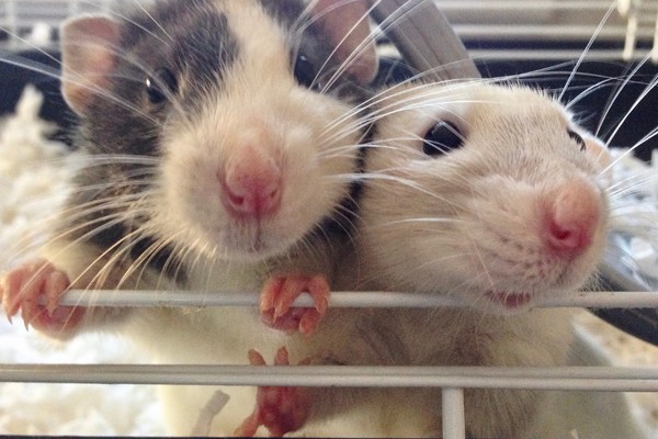 Two rats in a cage