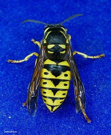 Yellow Jacket Wasp