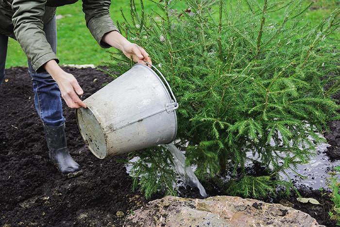 watering plants with bucket