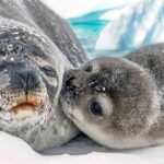 Seal mother and baby bonding