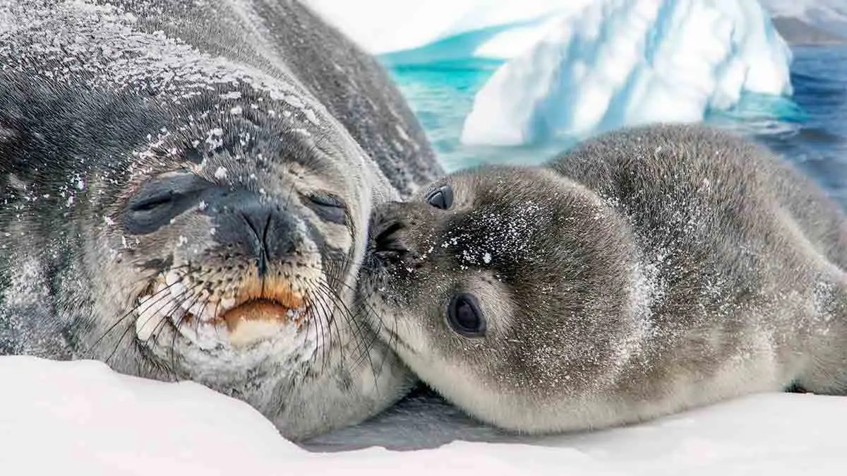 Seal mother and baby bonding