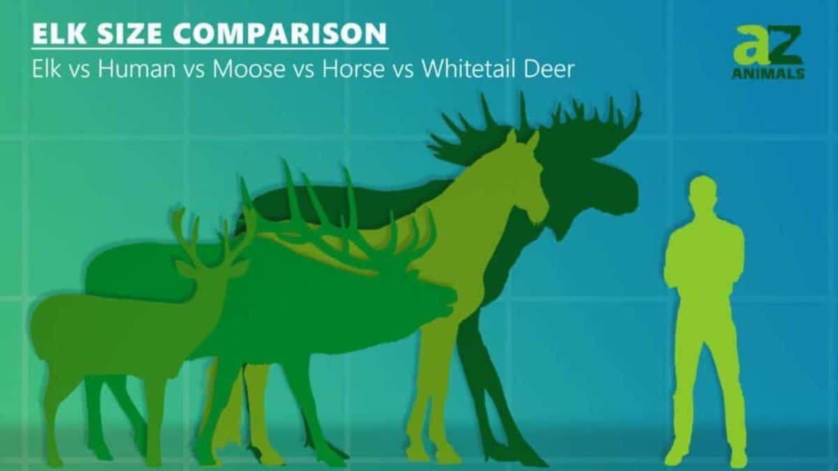 Moose size comparison with human, horse, and deer.