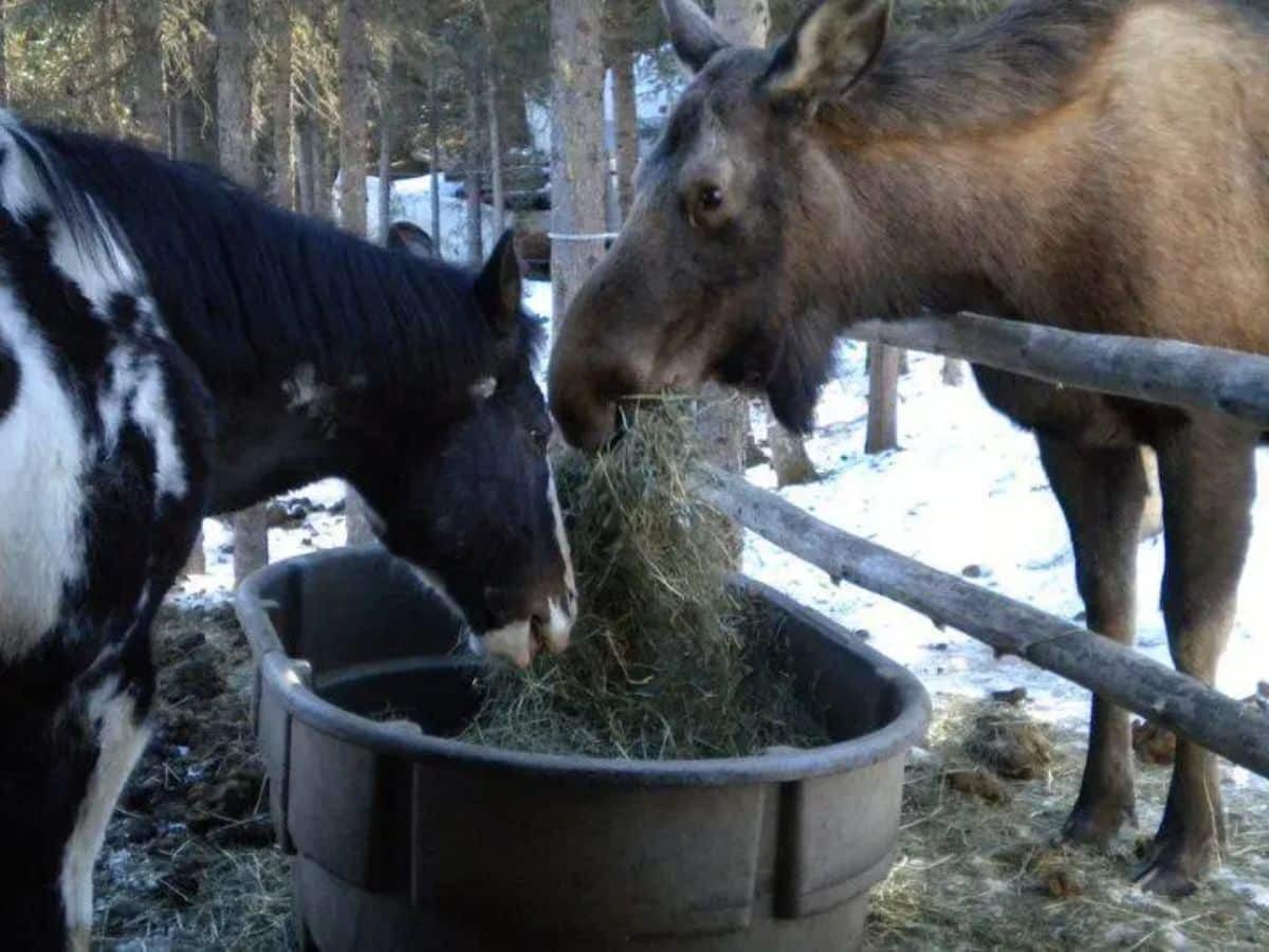 Moose and horse feed together.