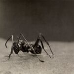 Saharan Silver Ant Running