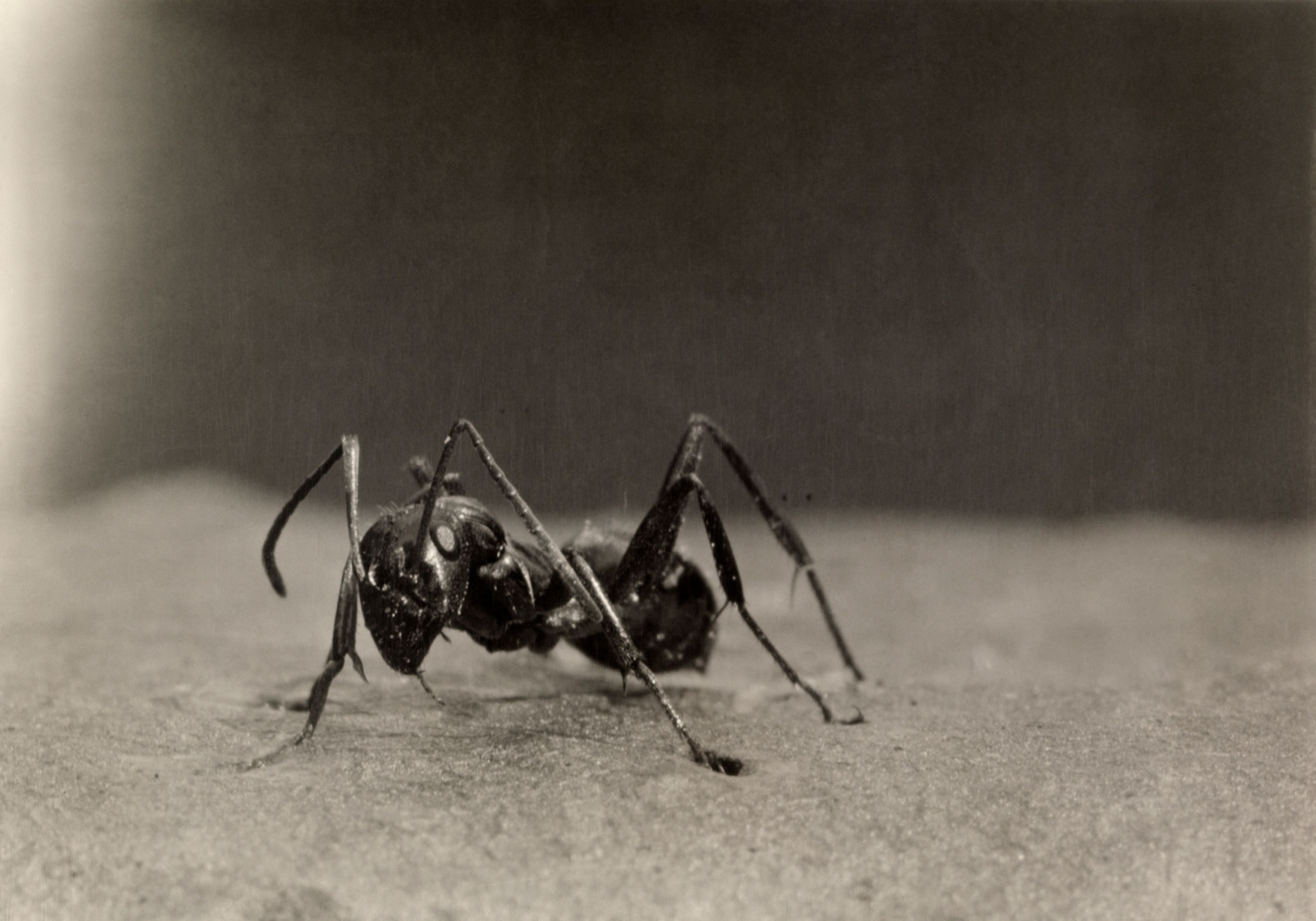 Saharan Silver Ant Running