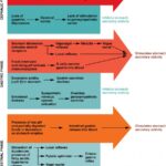 The Three Phases of Gastric Secretion
