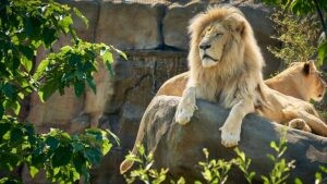 White Lion at Hertfordshire Zoo showing its strength