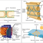 Animal cell