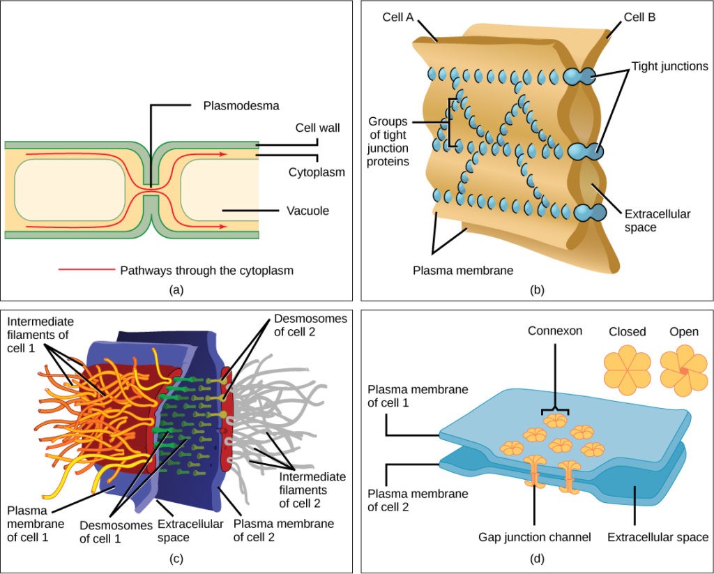Animal cell