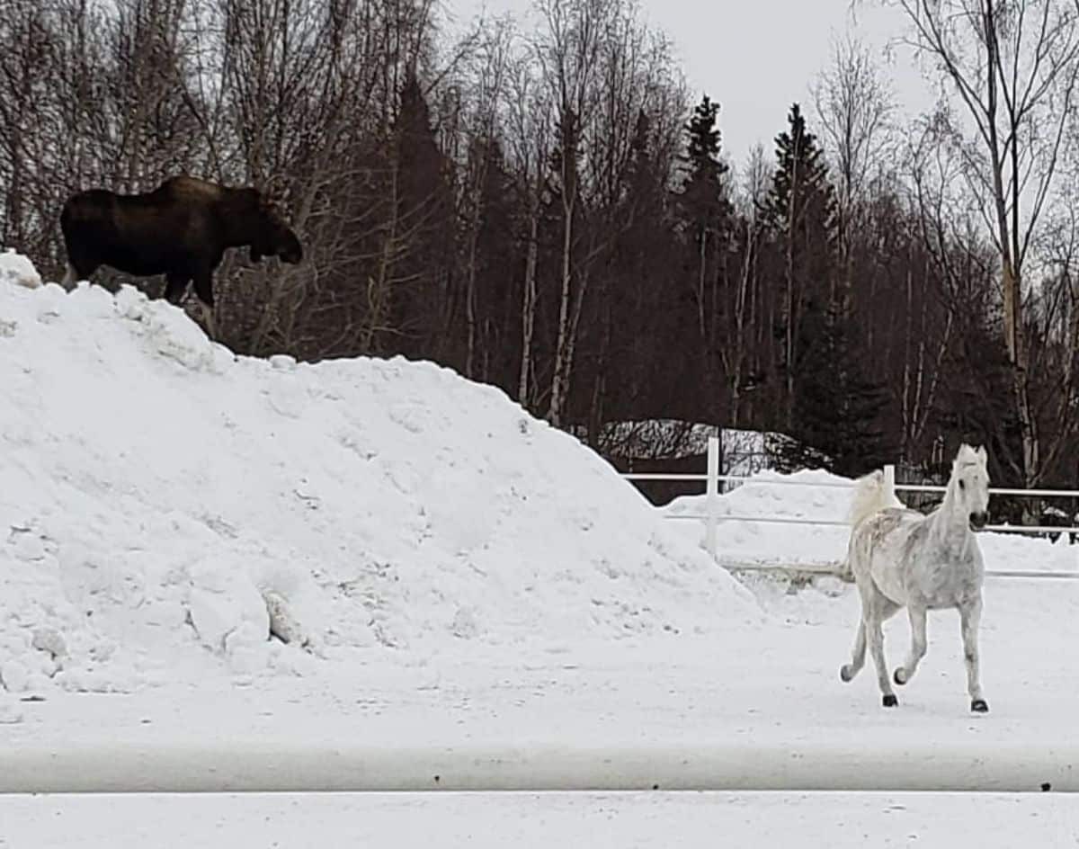 Moose on hill watching white horse on ranch.