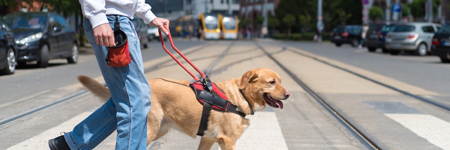 Is dog vision better than human vision?