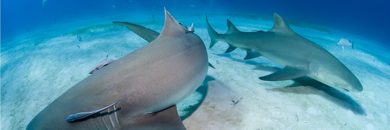 Shark vision vs. human vision