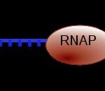 Elongation in transcription