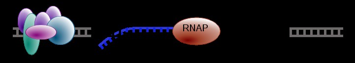 Elongation in transcription