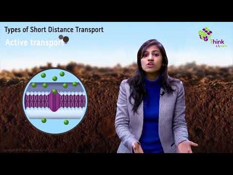 Active-transport.jpg