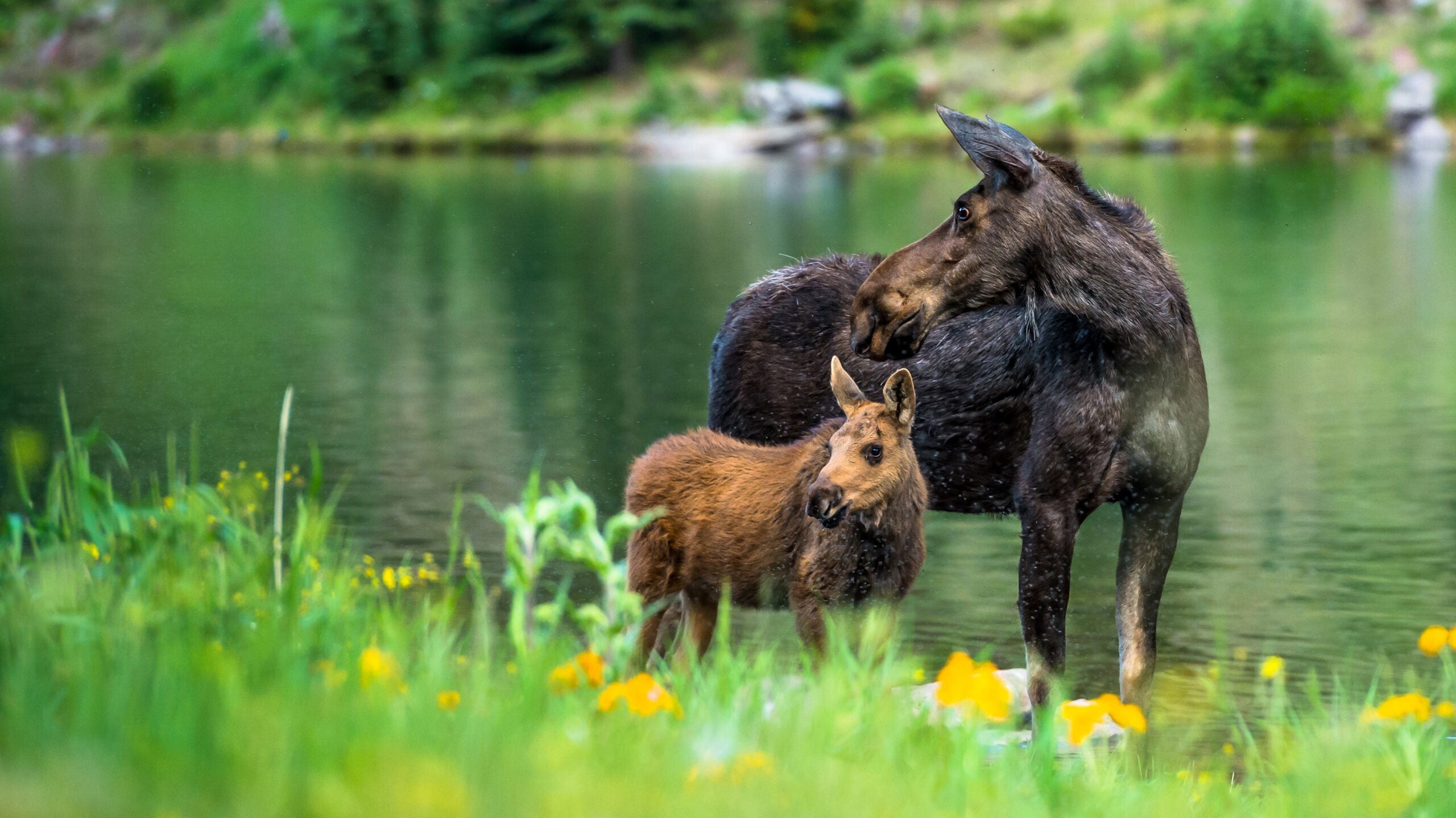 Cow moose with a calf