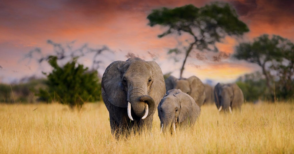 Big Elephants