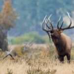 A photo of a bull elk bugling