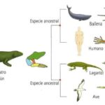 Comparative Anatomy