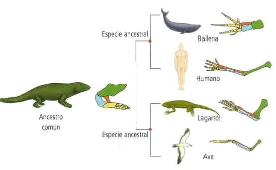 Comparative Anatomy