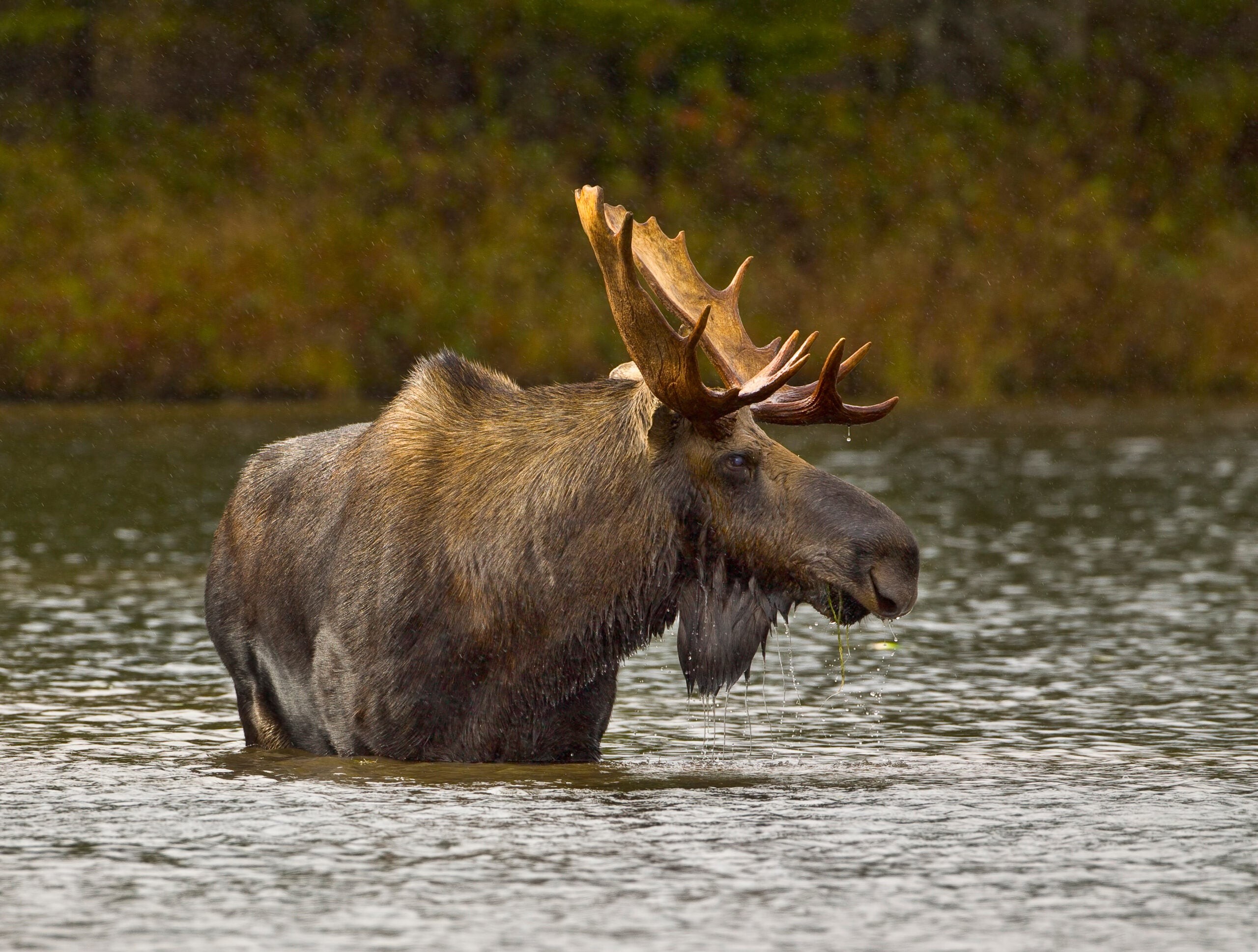 Eastern moose wading in a pond in Baxter State Park, Maine
