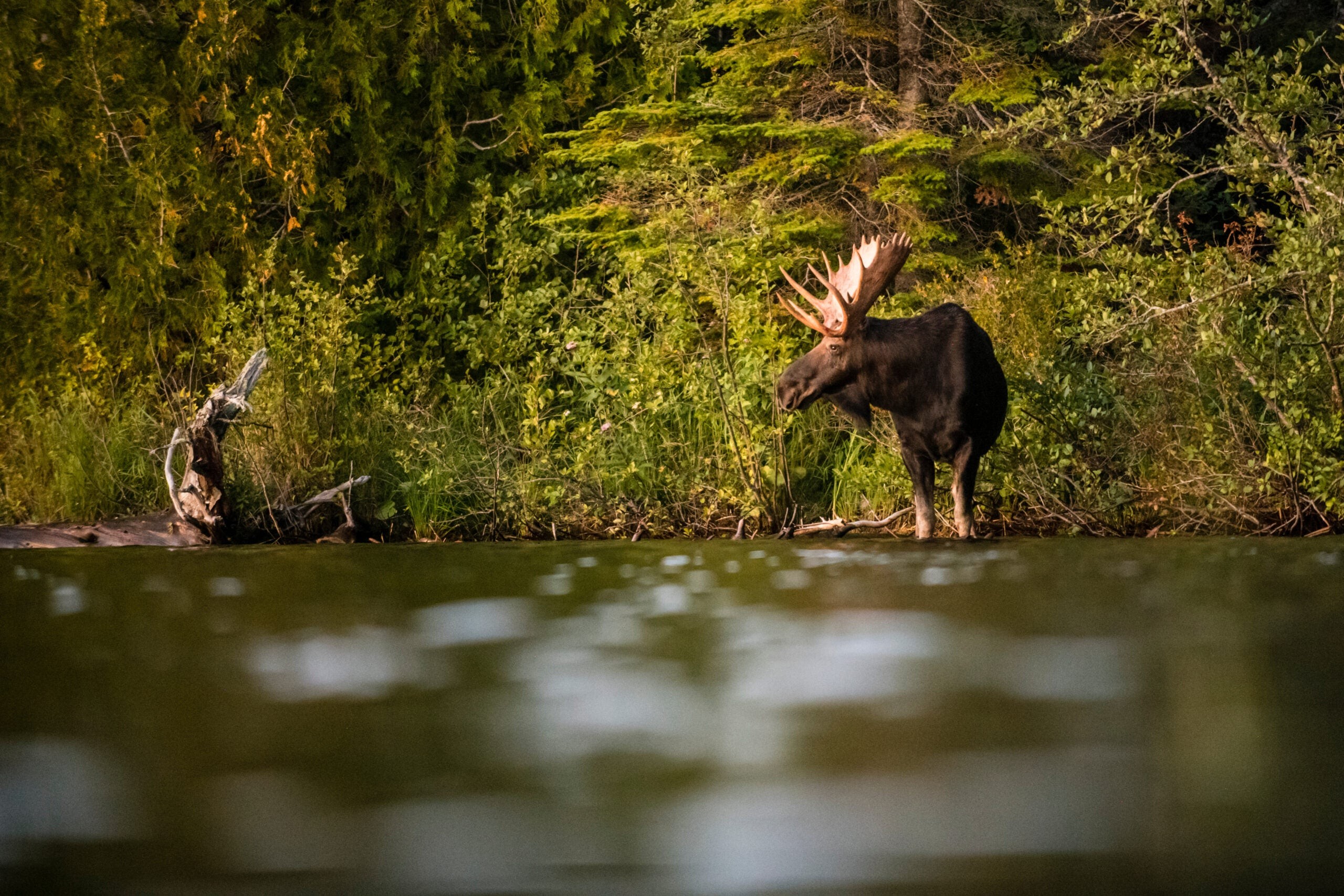 Northwestern moose in Tobin Harbor, Isle Royale, Michigan