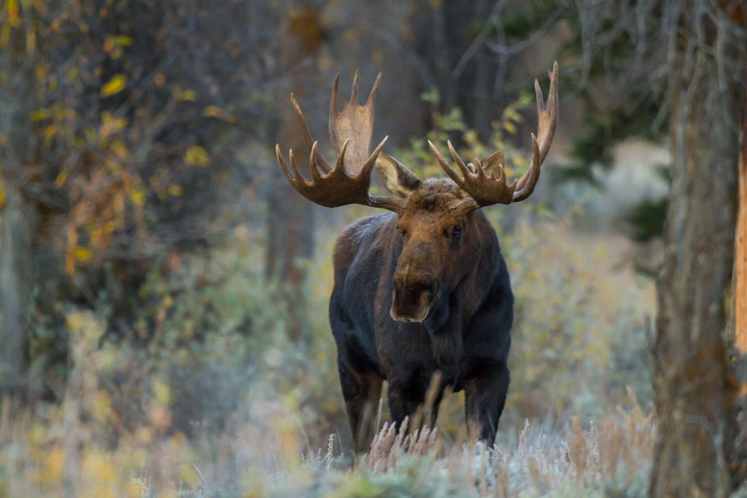 Shiras moose in Wyoming