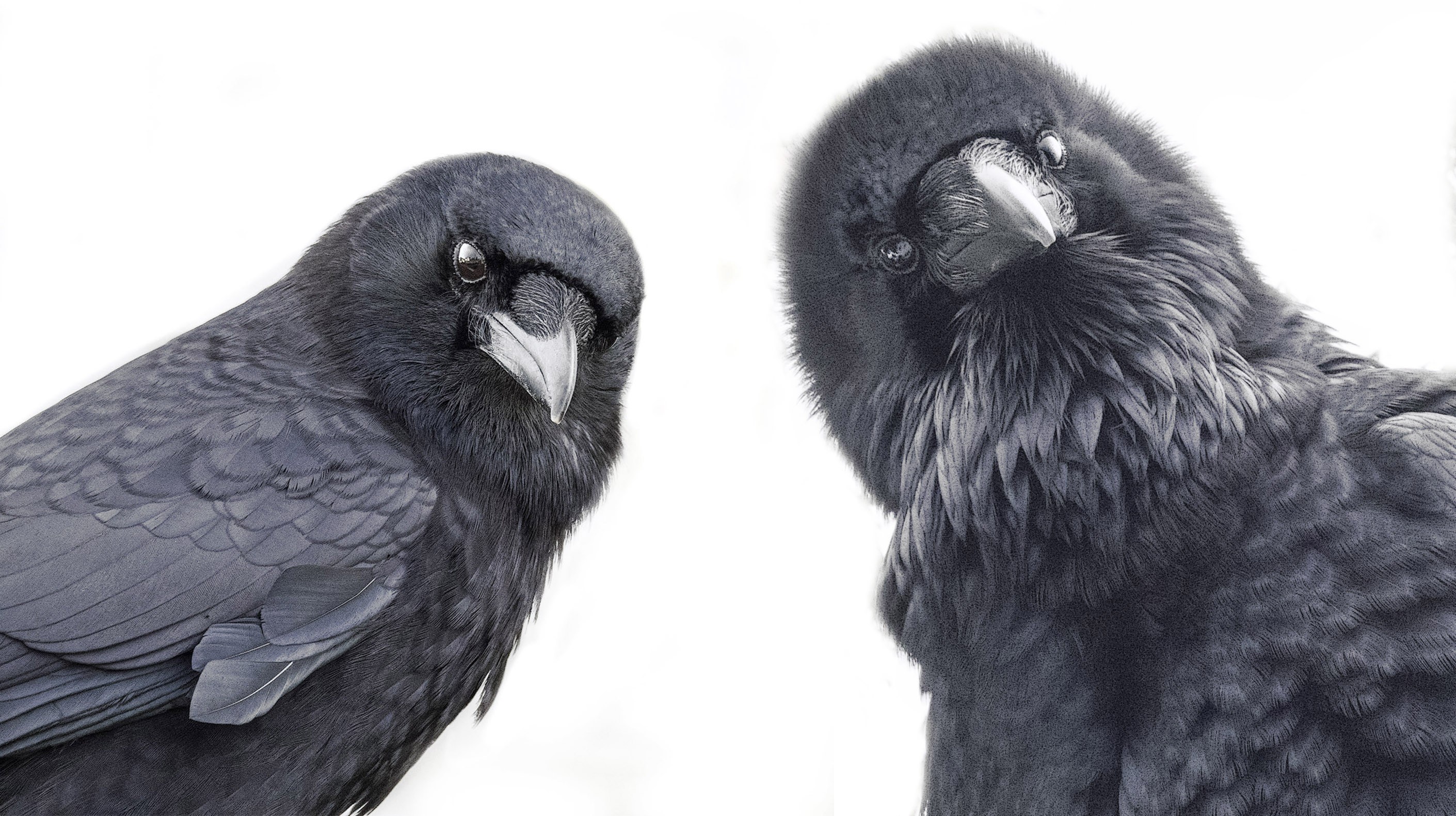 Image comparing the intelligence of ravens and crows, showing their ability to solve complex problems