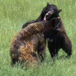 Two bears fighting in a forest