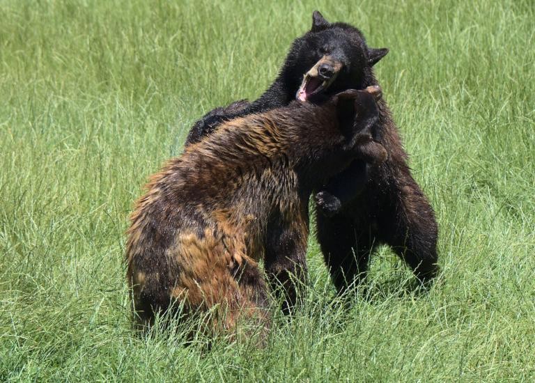 Two bears fighting in a forest